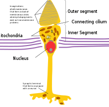 Explain the Architecture of Rod and Cone Cells with neat diagram - VTU ...