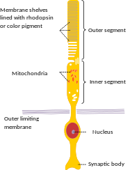 Explain the Architecture of Rod and Cone Cells with neat diagram - VTU ...